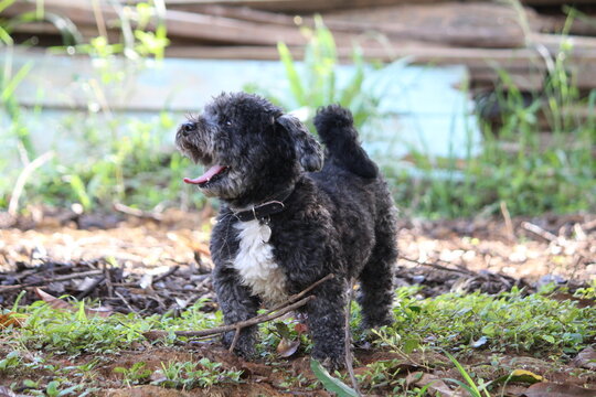 Schoodle Schnoodle Dog c&atilde;o Cachorro