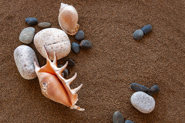 sea shell and stones on sand background top view with copy space