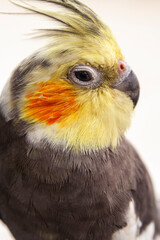 Close up portrait of Cockatiel bird, a type of parrot
