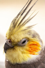 Close up portrait of Cockatiel bird, a type of parrot