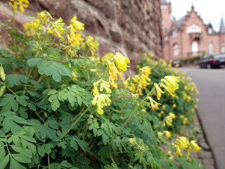 Gelber Lerchensporn (Pseudofumaria lutea, Syn. Corydalis lutea)