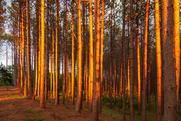 Warm golden sunrays glow through a forest of pine, spruce, juniper, and birch trees.