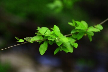 Fototapeta premium leaves of a tree