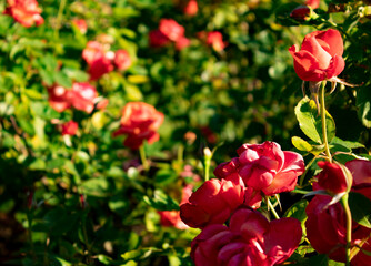 Peach roses in a garden