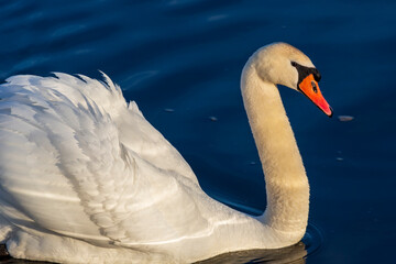 A close up of a Mute White Swan (Cygnus olor), from the Canadian Wildlife, as they drift a long the gentle waters.