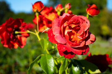 red roses in a garden