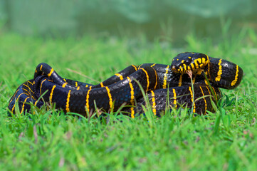 Gold Ringed Snake