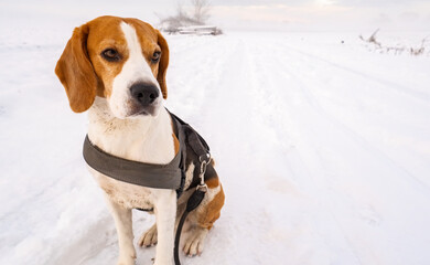 Beautiful dog sits on snowy road on leash. Copy space background.