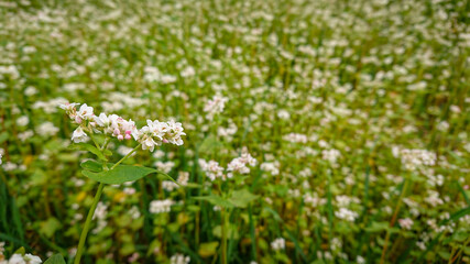 Fototapeta premium Buckwheat (also know Fagopyrum Mill) field covered with snow-white bloom