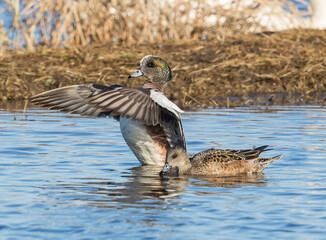 American Wigeon Ducks in Spring