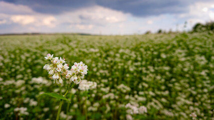 Fototapeta premium Buckwheat (also know Fagopyrum Mill) field covered with snow-white bloom