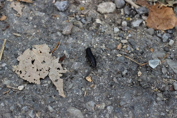 Anisolabis maritima, commonly known as the maritime earwig among the fallen leaves
