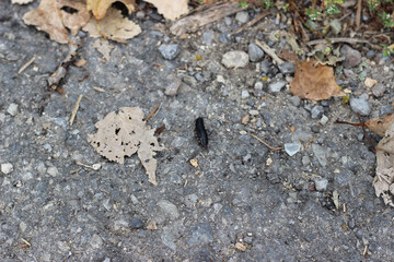 Anisolabis maritima, commonly known as the maritime earwig among the fallen leaves