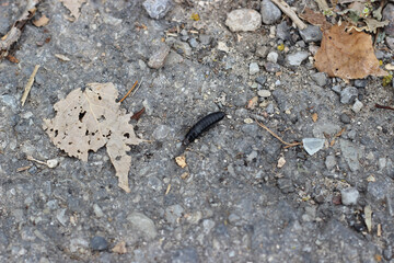 Anisolabis maritima, commonly known as the maritime earwig among the fallen leaves