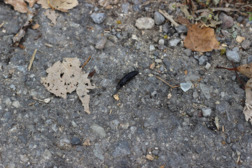 Anisolabis maritima, commonly known as the maritime earwig among the fallen leaves
