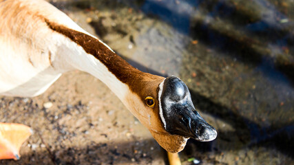 close up of a duck by a lake