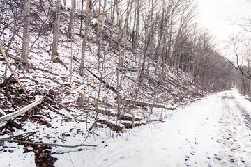 The path in canadian forest in