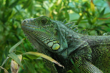green iguana on a tree