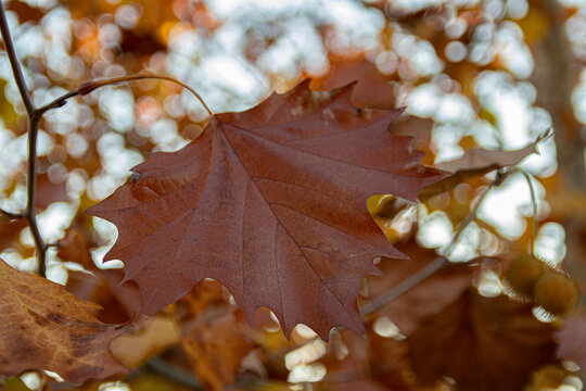 Plane tree leaf close-up with beautiful bokeh