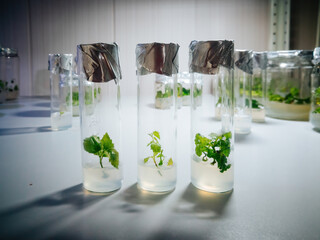 Cloned micro plants in test tubes with nutrient medium. Micropropagation technology in vitro