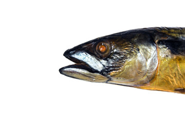 head of a hooted fish close-up on a white background