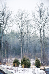 The canadian forest in winter