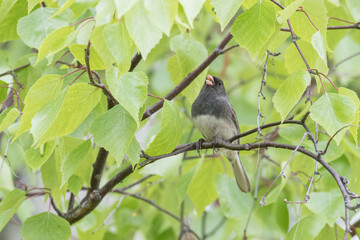 Dark-eyed Junco Adult Singing in Alaska