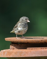Dark-eyed Junco Fledgling Posing for a Photo 
