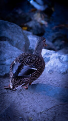 duck in the water