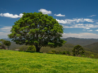 Fototapeta na wymiar Lone Tree in a Grassy Field on a Fine Day with White Clouds