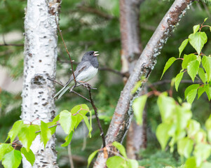 Dark-eyed Junco Adult Singing in Alaska