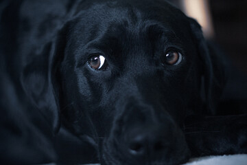 Adult black labrador dog with puppy eyes cute