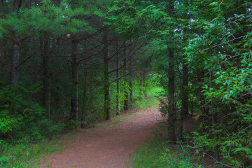 A walking trail through a dense woodland forest