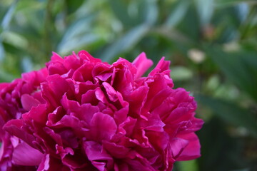 Fototapeta premium Close up of pink peony flower. Blurred background. Copy space.