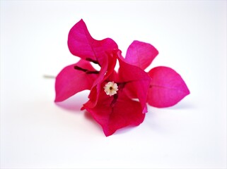 Pink flower isolated on white background ,violet bougainvillea flower 