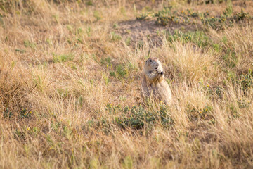 Close Up of a Prairie Dog
