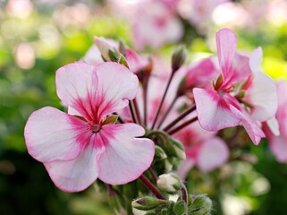 Pink flower , Geranium , Crane's -bill plants in garden ,flora blooming ,macro image and sweet color for background