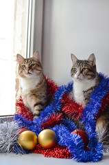 Christmas adorable fluffy tabby cats sitting on the windowsill in New Year's toys and tinsel on a white background