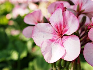 Naklejka premium Pink flower , Geranium , Crane's -bill plants in garden ,flora blooming ,macro image and sweet color for background