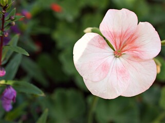 Pink flower , Geranium , Crane's -bill plants in garden ,flora blooming ,macro image and sweet color for background	