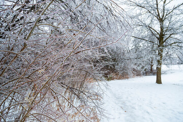 Park is covered in a dense sheet of ice after a night of freezing rain that has damaged trees and broken branches.