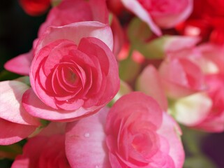 Closeup pink flower begonia in garden with green blurred background ,soft focus ,macro image ,sweet color for card design	