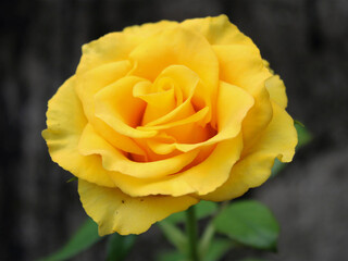 Yellow rose on a green background