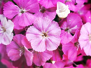 Sweet william pink flower plants in garden, Dianthus barbatus ,Chinensis ,china pink	