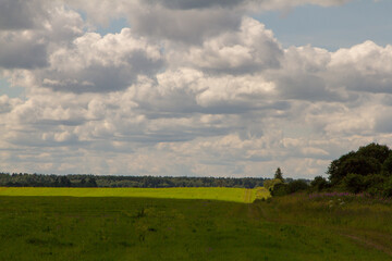 Fields sown with agricultural crops. Green grass. Huge territory. Forest belt. Cloudy sky. Day. Summer. Russia.