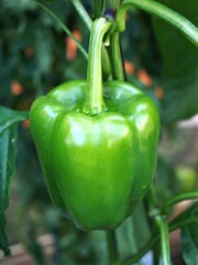 Bell peppers fresh ,Vegetables chili ,red, green ,yellow sweet peppers ,Heirloom seeds in garden with macro image	