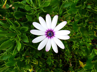 Flor blanca en el jardín