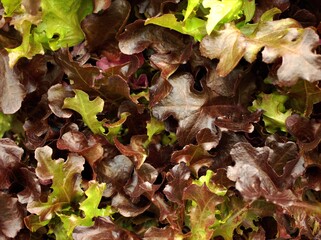Closeup green lettuce leaves (oak) fresh purple vegetable salad for bcakground, macro imge and detail	