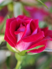 Closeup red rose flower in garden ,petals blooming with soft focus , sweet romantic color ,valentines background 