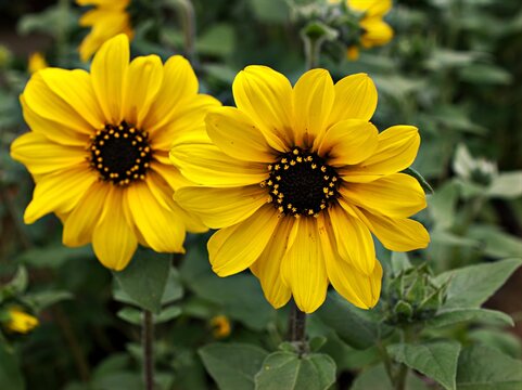 Yellow flower , sunflower plants in garden ,flora blooming ,macro image and sweet color for background 
